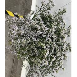 Limonium Hol. White Neto 60cm 35gr "T25"