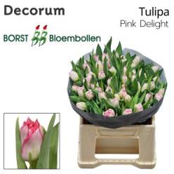 Tulipan Hol. Doble Pink Delight 40cm Rs.