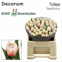 Tulipan Hol. Doble Sambuca 40cm Rs.