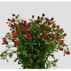 Ranunculos Magical Cinnamon "AAA" 70cm 80gr "T20"