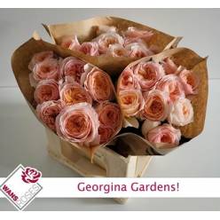 Rosa Hol. Georgi Gardens! 50cm