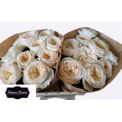 Rosa Hol. Stanley Park 50cm