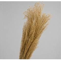Miscanthus Seco Natural 130cm (20 Tallos)