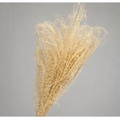 Miscanthus Seco Blanco 100cm (12 Tallos)