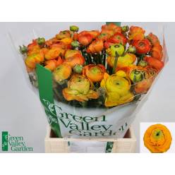 Ranunculos Hol. Aazur Orange 40cm 20gr