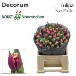 Tulipan Hol. Dentado San Pablo 35cm Fuc.