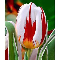 Tulipan Hol. Happy Generation 40cm Bic.