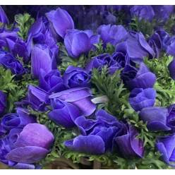 Anemona Nac. Mistral Blue 40cm