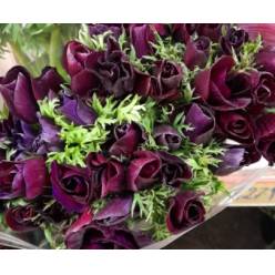 Anemona Nac. Mistral Granate 40cm