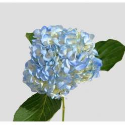 Hortensia Jumbo Azul 60cm �19/20 (7 Dias - 2�)