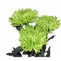 Uniflor Col. Anastasia Verde (7 Dias - 2�)