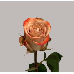 Rosa Hol. Cappuccino 50cm (7 Dias - 2�)