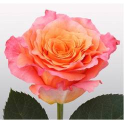 Rosa Ecu. Free Spirit 50cm (7 Dias - 2�)
