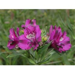 Alstroemeria Col. Fancy Morada (7 Dias - 2�)