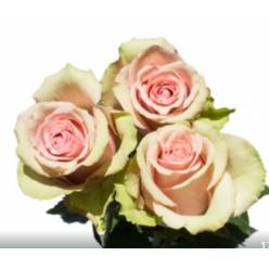 Rosa Ecu. Aerobic 60cm Rs.