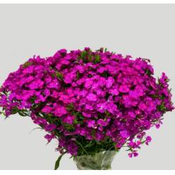 Dianthus Barbatus Italia Purple 60cm "T50"