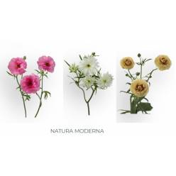 Ranunculos Ecu. Moderna Mixto 60cm "CC"