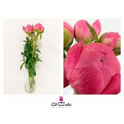 Peonia Nac. Coral Charm 45cm