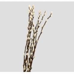 Salix Snow Flake 70cm "T100" "Avellana"