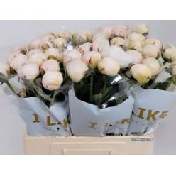 Peonia Italia Odile 60cm