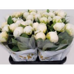 Peonia Italia Madame Claude Tain 60cm