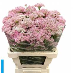 Ozoth Cooks Tall Pink 80cm "Flor de Arroz"