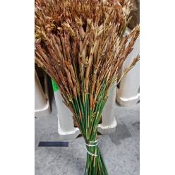 Reed Cream 45cm