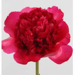 Peonia Nac. Command Perf. 55cm Fuc. "Abierta"