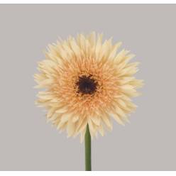 Gerbera Mini Hol. Gerspider Punki Erik "T20"