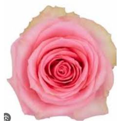 Rosa Ecu. Flirty 80cm