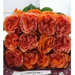 Rosa Ecu. Glam 50cm