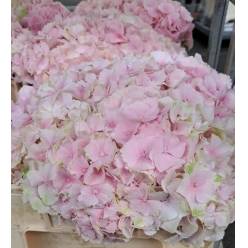 Hortensia Hol. Verena 65cm �18/20 Rs.