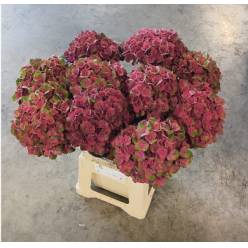 Hortensia Hol. Mag. Charlottte 65cm �18/20 Bic.