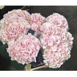 Hortensia Hol. My Pinktou 65cm �18/20 Rs.