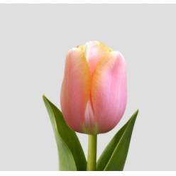 Tulipan Frances Menton 45cm Sal.