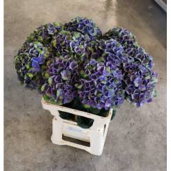 Hortensia Hol. Charlottte Blue 65cm �18/20 Az.