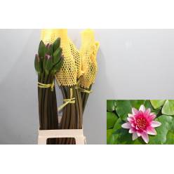 Bloemen New Rosa 60cm