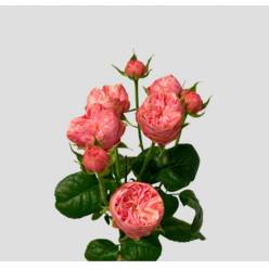 Ramificada Royal Blush Joy 50cm 35gr "Premium"