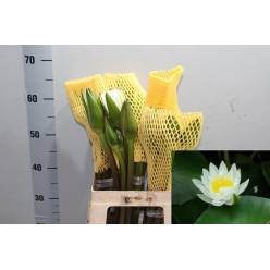 Bloemen New Blanco 60cm