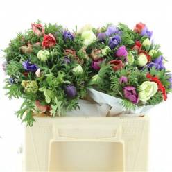 Anemona Hol. Coronaria Carmel Mixta 45cm