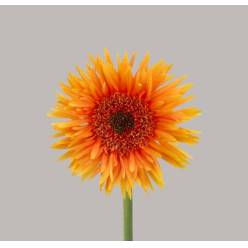Gerbera Mini Hol. Gerspider Punki Ruben "T20"