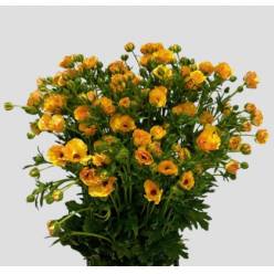 Ranunculos Magical Caramel "AAA" 70cm 90gr "T20"