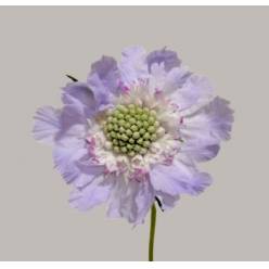Scabiosa Caucasica Jisca 60cm