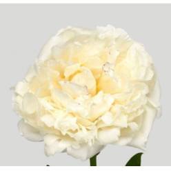 Peonia Nac. Mary E. Nicholls 55cm Bl.