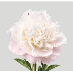 Peonia Nac. Moon Over 55cm Rs.