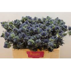 Eryngium Hol. Pyramid 40cm