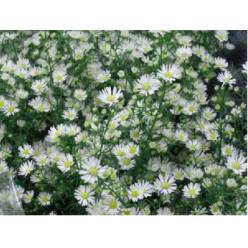 Aster Hol. Paquita 80cm 30gr "T25"