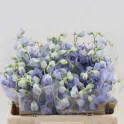Delphinium Dew Azul 50cm