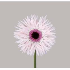 Gerbera Mini Hol. Gerspider Punki Elida "T20"