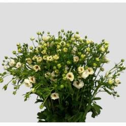 Ranunculos Magical Mascarpon "AAA" 70cm 80gr "T20"